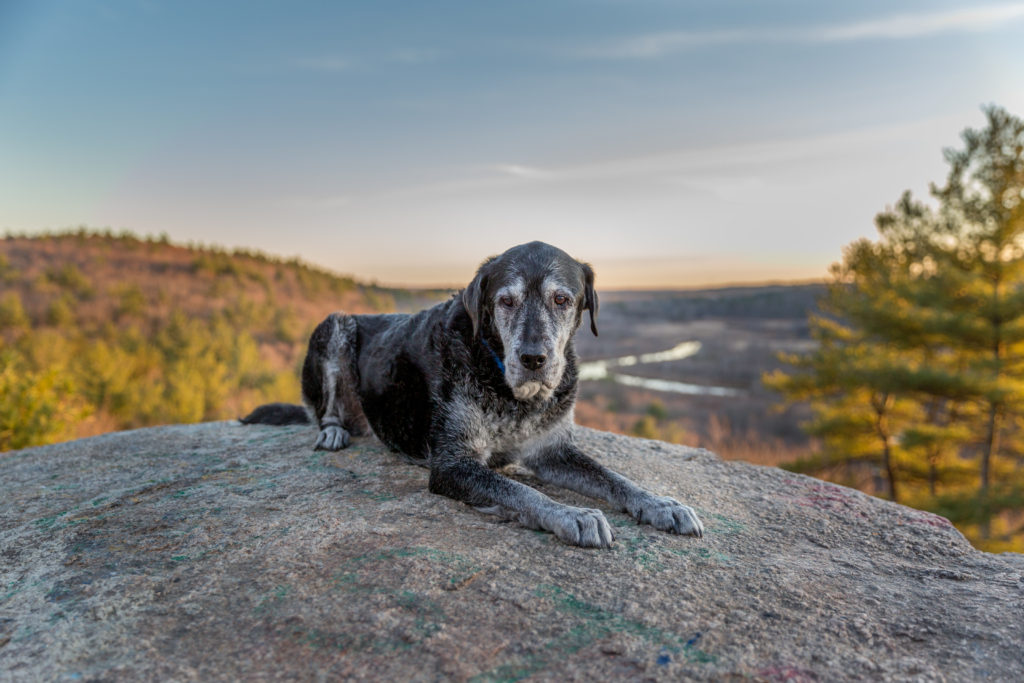 uxbridgemapetphotographer, massachusettspetphotography, rhodeislandpetphotography, providenceripetphotography, bostonmapetphotography, bostonpetphotographer, providencepetphotographer, marainbowbridgephotographer, rainbowbridgephotographer