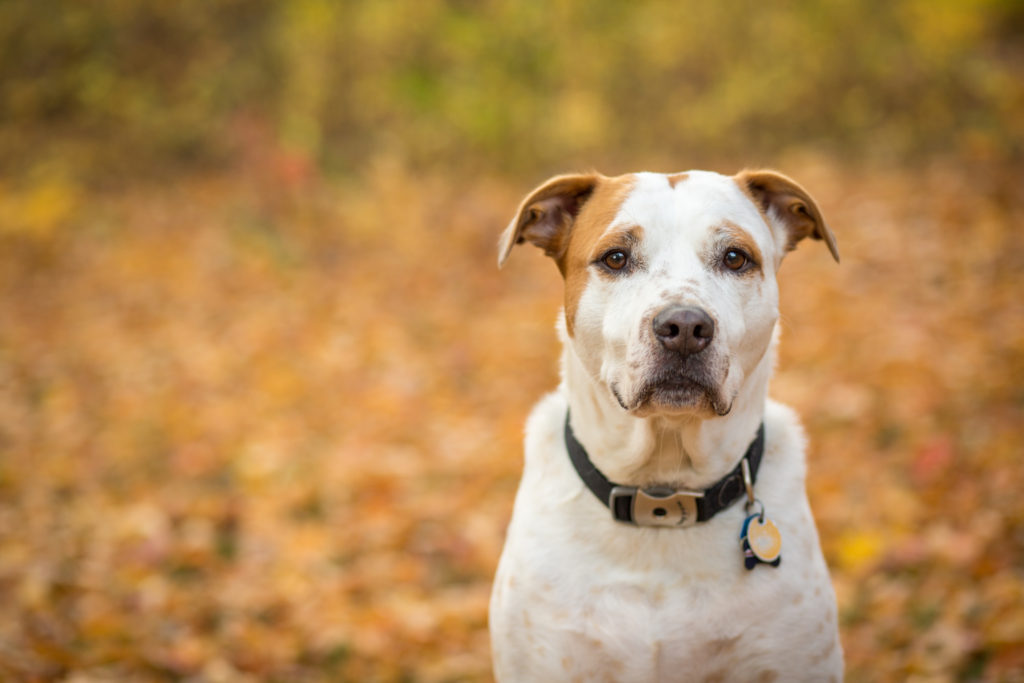 uxbridgemapetphotographer, massachusettspetphotography, rhodeislandpetphotography, providenceripetphotography, bostonmapetphotography, bostonpetphotographer, providencepetphotographer