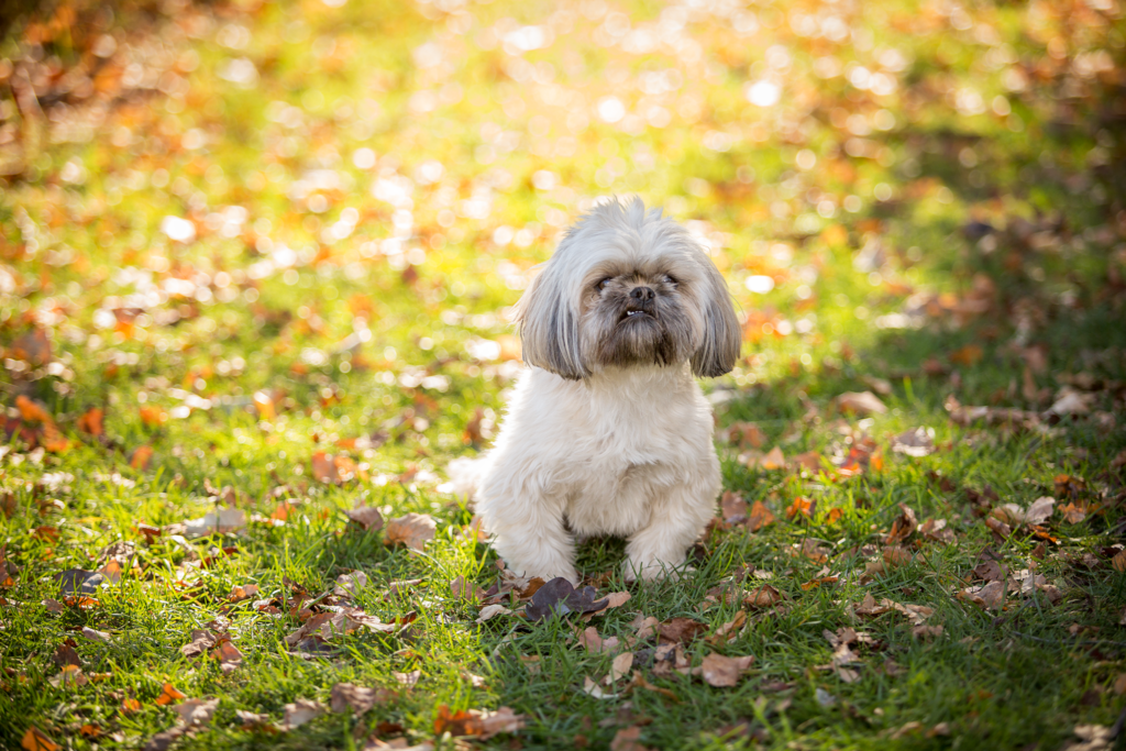 uxbridgemapetphotographer, massachusettspetphotography, rhodeislandpetphotography, providenceripetphotography, bostonmapetphotography, bostonpetphotographer, providencepetphotographer