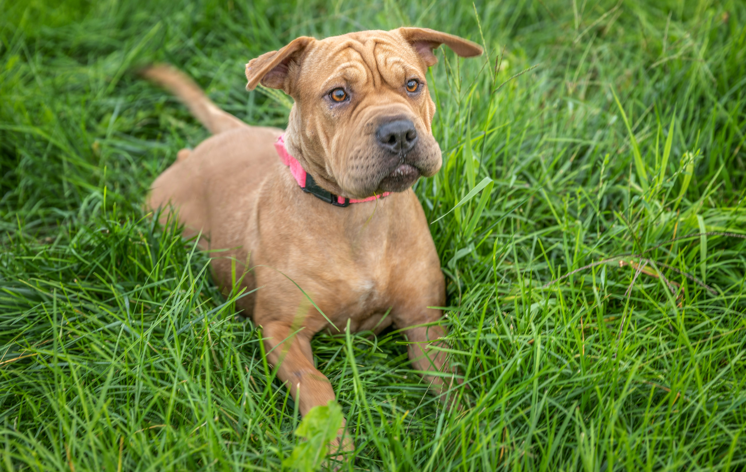 uxbridgemapetphotographer, massachusettspetphotography, rhodeislandpetphotography, providenceripetphotography, bostonmapetphotography, bostonpetphotographer, providencepetphotographer