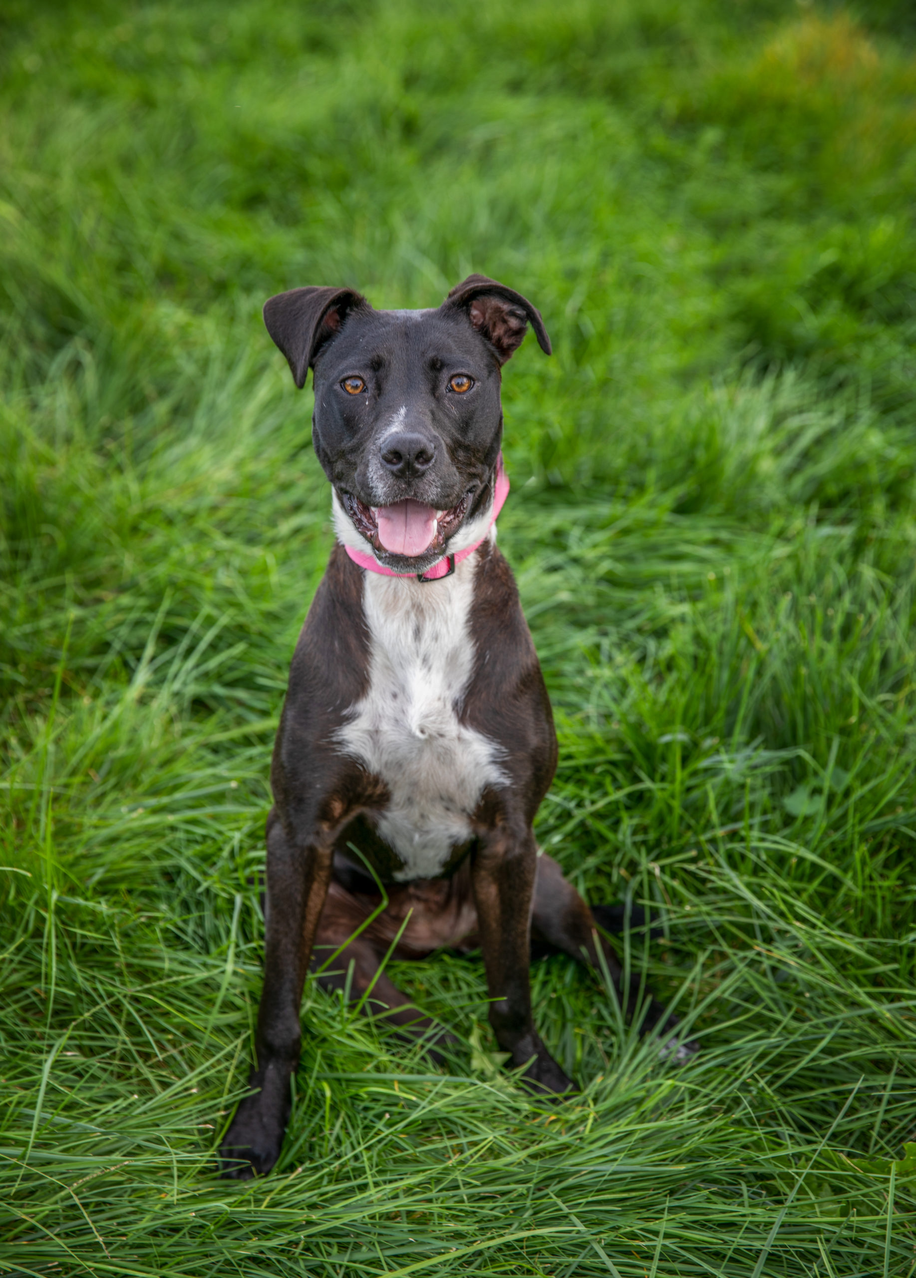 uxbridgemapetphotographer, massachusettspetphotography, rhodeislandpetphotography, providenceripetphotography, bostonmapetphotography, bostonpetphotographer, providencepetphotographer