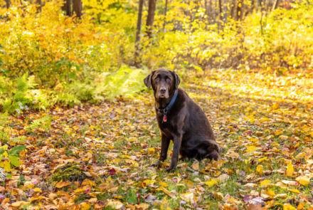 uxbridgemapetphotographer, massachusettspetphotography, rhodeislandpetphotography, providenceripetphotography, bostonmapetphotography, bostonpetphotographer, providencepetphotographer